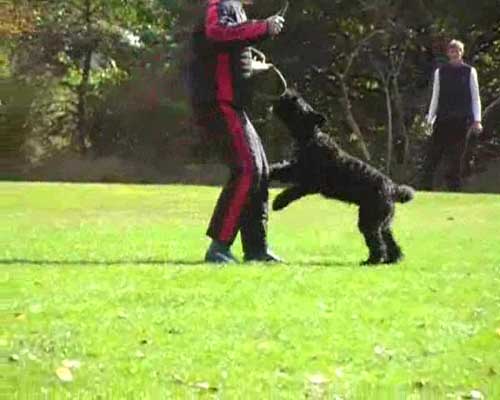 Bouvier EIKA AMY v CAYA'S HOME